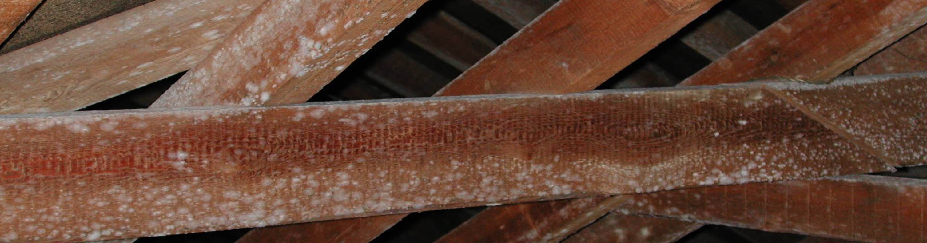 Timber Mould Loft Condensation Damp