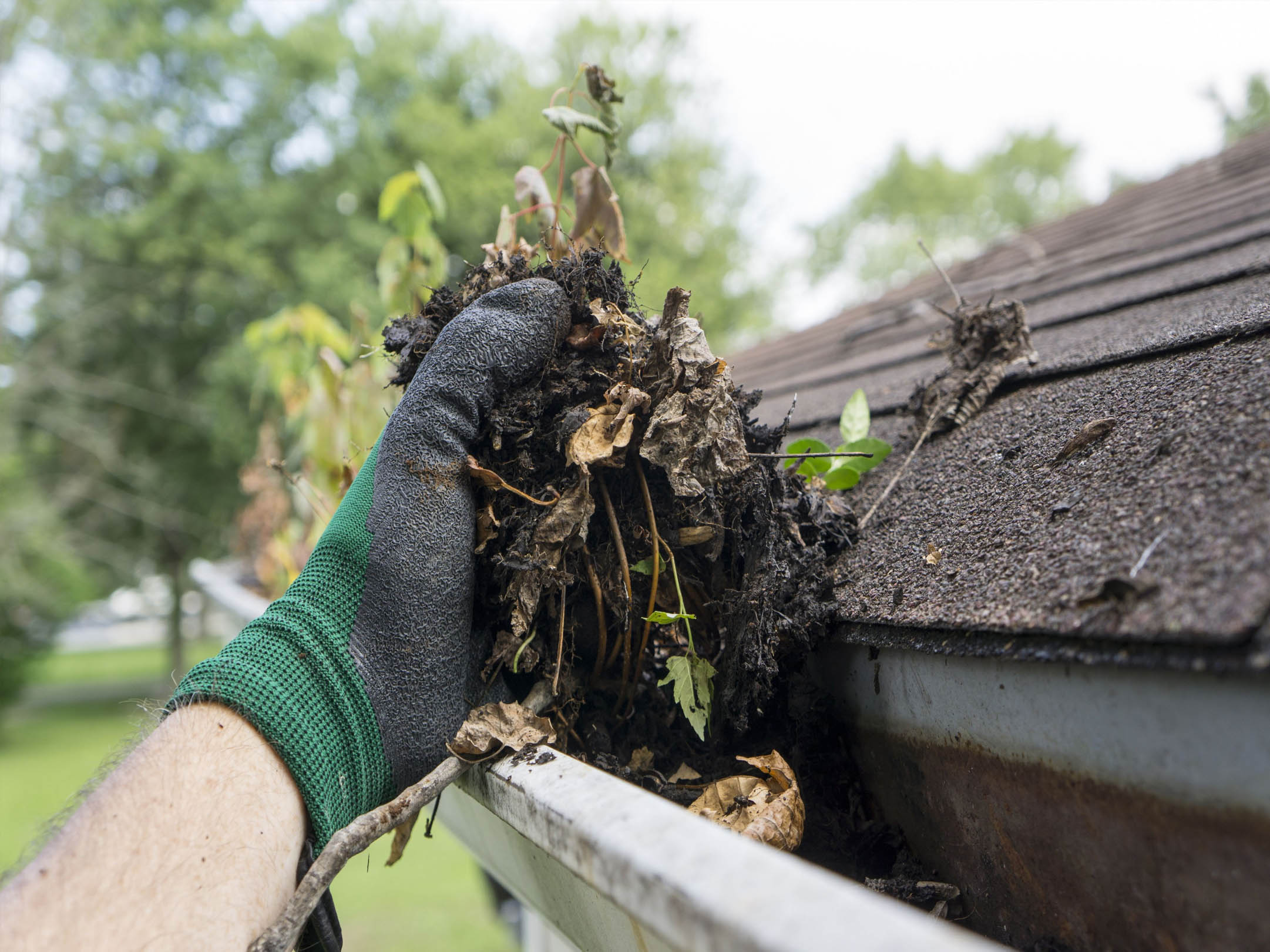 Blocked Gutter Drain Leaves Twiggs